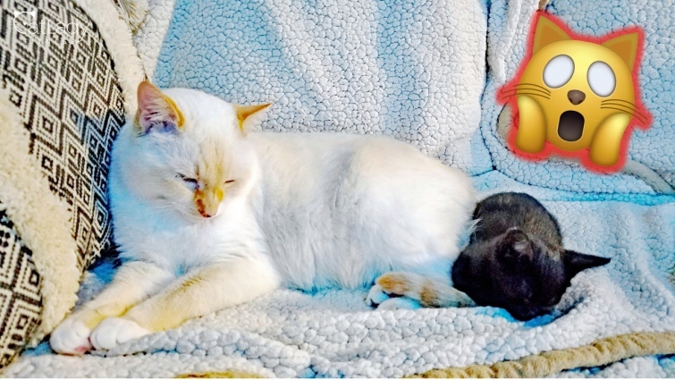 Flamepoint cat meets black kitten (take 3!) – Progress?! 🙀❤ Day 17 fostering flashback
