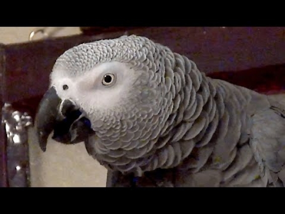 Vocal parrot is fed up and tired waiting for dinner
