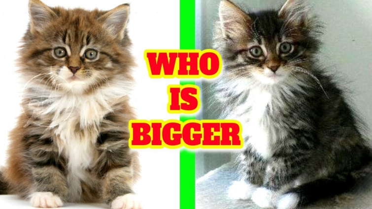 Which is bigger Maine Coon or Norwegian Forest cat? Are Norwegian Forest Cats friendly?