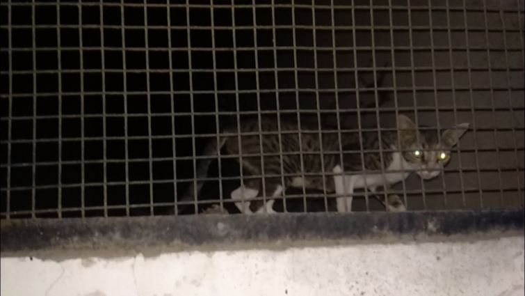 Helping poor animals | 🐱 cat Rescue | poor animal | rescue little kity stuck in a room