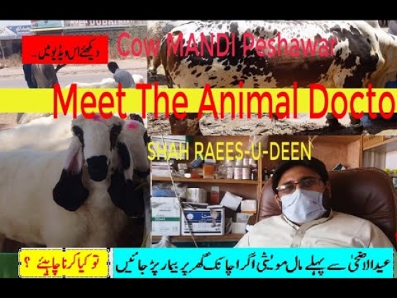 How to Cure Sacrificial Animals this Eid /Expert advise by Veterinary Specialist/Qurbani Janwar Ilaj