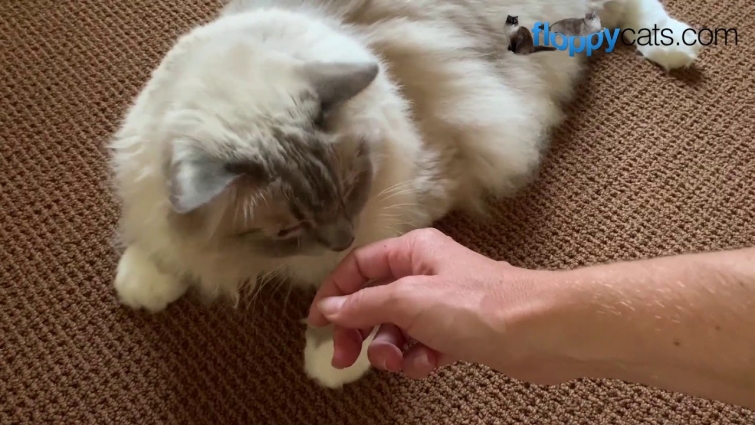 How to Reintroduce Cats After One Has Been at Vet All Day