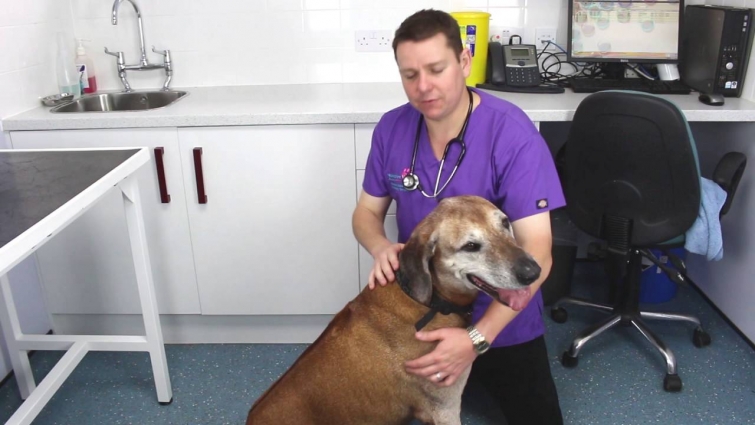 The Anatomy of a Vet Exam