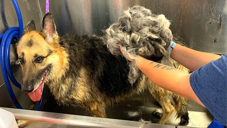 THE BEST UNDERCOAT REMOVAL EVER | 12 Year Old German Shepherd [CC]