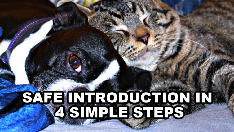 How To Introduce Cats To A Boston Terrier – 4 Simple Steps