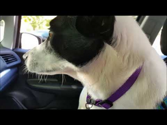 Bella to Vet 2 – 2020-07-09