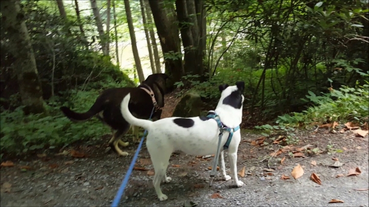 Bella to Vet 1 – 2020-07-08
