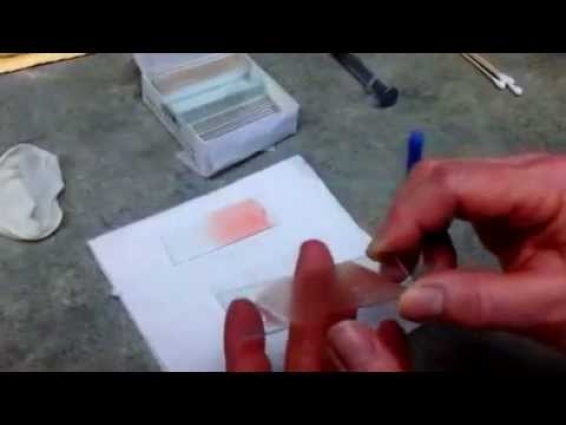 How to Create a Great Veterinary Blood Smear