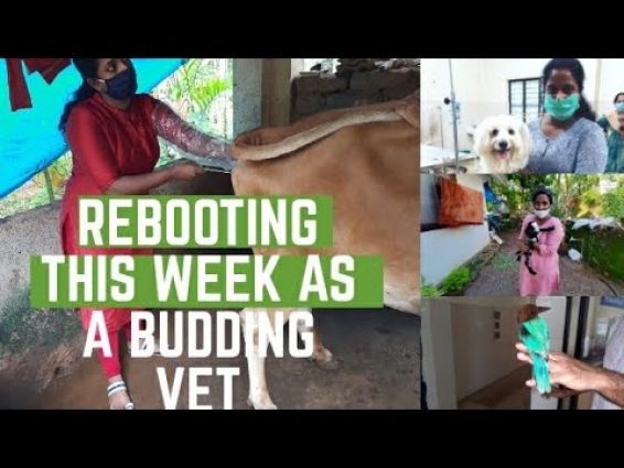 A week in a life of vet student #vetcare#veterinerians
