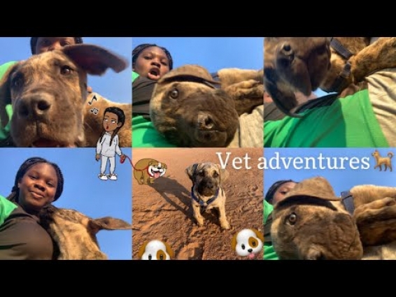 VET ‘N’ CHILL WITH TOWEEZY&TANQ||ZAMBIAN YOUTUBER🐶🇿🇲