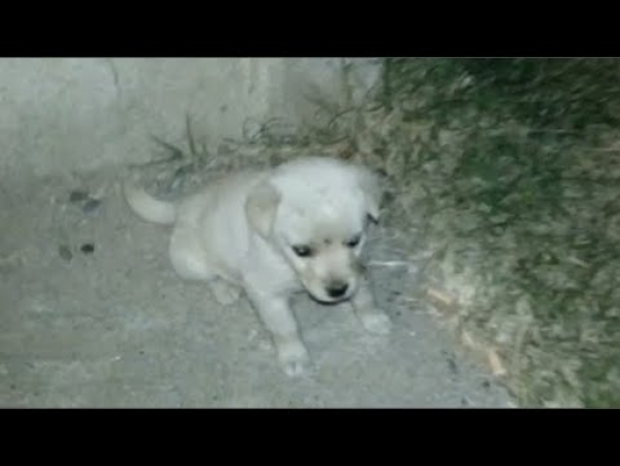 A lost and injured puppy starving