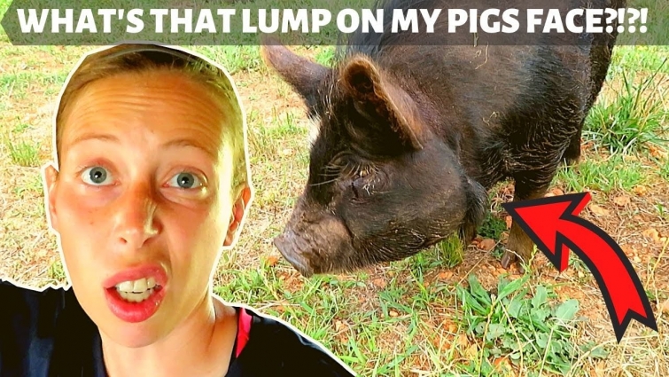 TUMOR, ABSCESS? MY KUNEKUNE PIG HAS A LUMP ON HER FACE! DOES it HURT? WHAT the WATTLES??