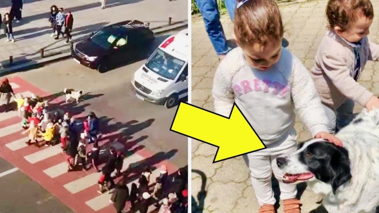Stray Dog Helps Pre-School Kids Cross Street Every Day