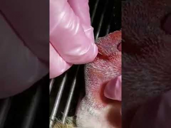 Abscess – Veterinary Video
