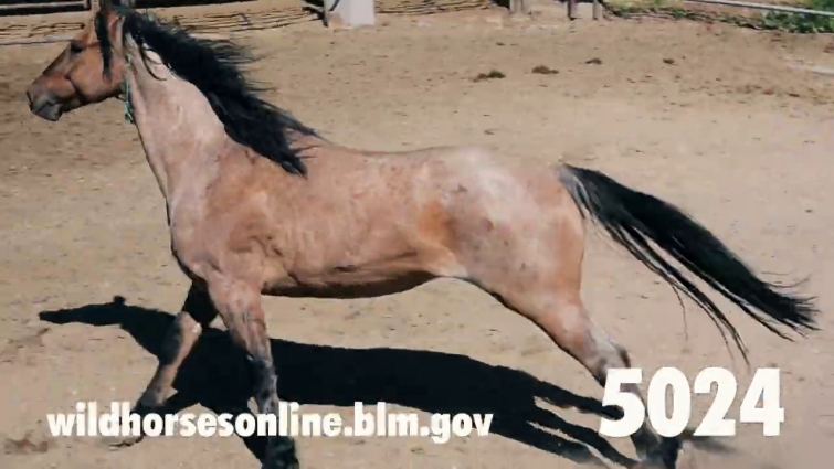 Wild Horse Adoption: July 2020