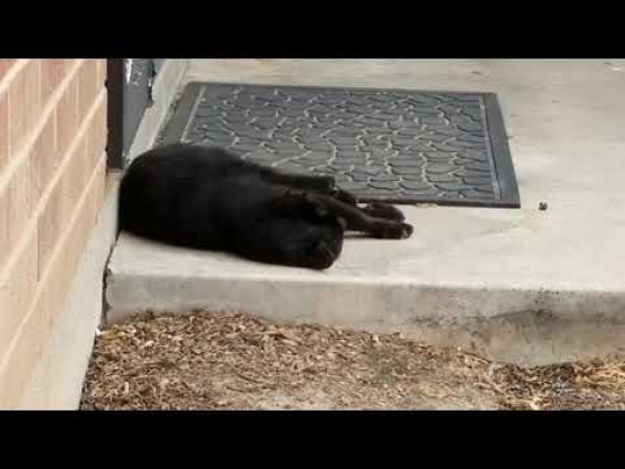 *DRAMA* Emergency Room visit to the Veterinarian for Buddy the Cat!