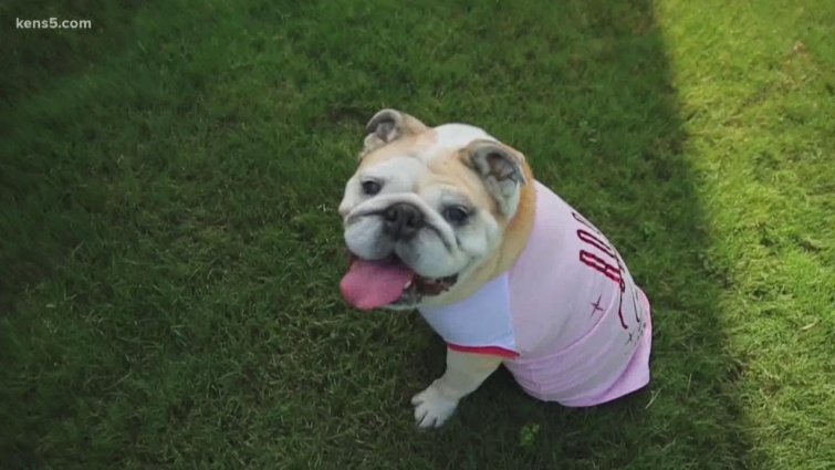 DOG OWNERS: Here's how to know if it's too hot to trot