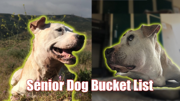 Senior Rescue Dog Lives out Bucket List Before Passing (Reversed Rescue)