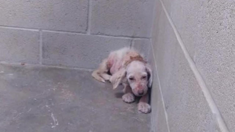 Rescue Poor Puppy Swollen Belly will be Killed at the Shelter Because Lack Vet Staff