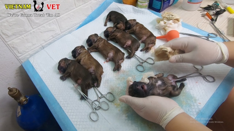 7 Cutest Baby Bull Puppies were saved – God bless these cute puppies