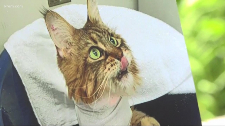 WSU veterinary team saves Maine Coon cat's life with brain surgery