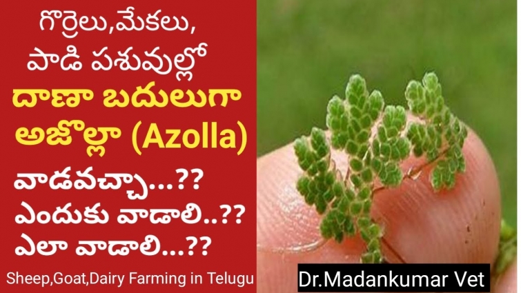 Is Azolla alternative to Concentrate Feed in Goat, sheep, Buffalo, Cow Telugu? | Dr. Madankumar Vet