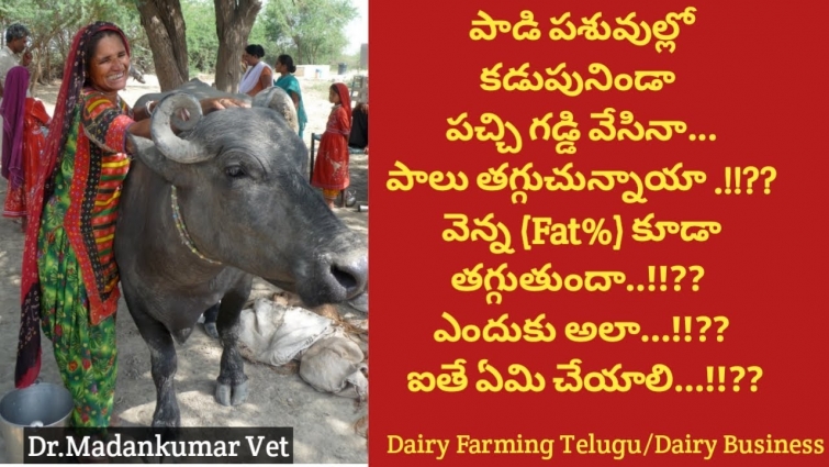 Why Feeding Green Fodder also reduces Milk and Fat in Buffaloes and Cows?  | Dr. Madankumar Vet