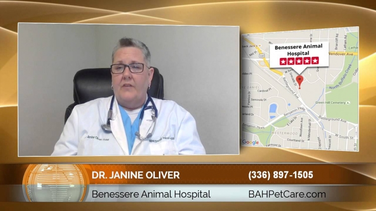 Dr. Janine Oliver of Benessere Animal Hospital on Finding an Excellent Veterinarian