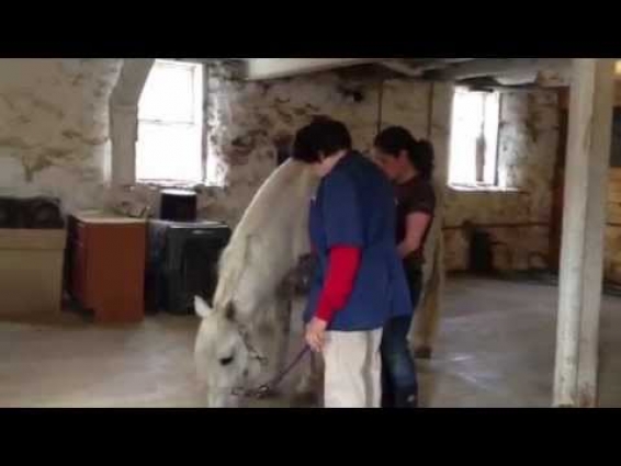 Tarot and the equine veterinarian: trial run