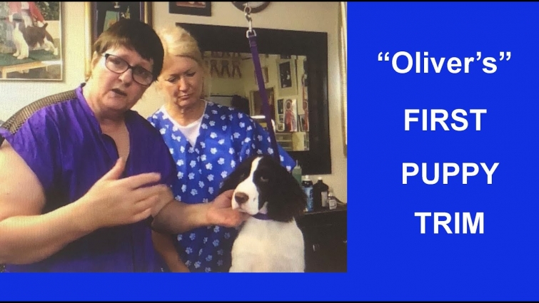 "Oliver's" First Puppy Trim !