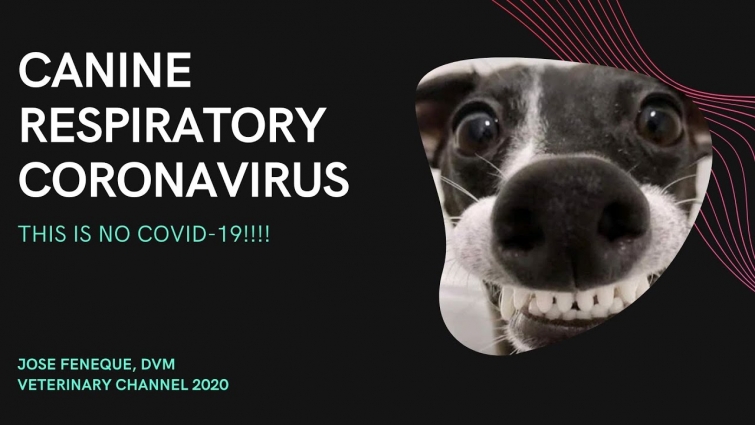 Veterinarian Explains: Canine Respiratory Coronavirus |  CRCoV Respiratory Infection In Dogs |