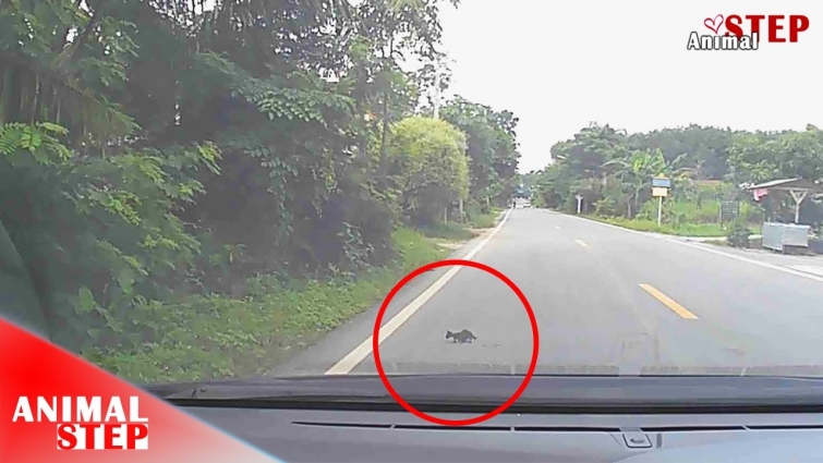 Rescue Little Kitten Dying on the Middle after Being Hit by a Car