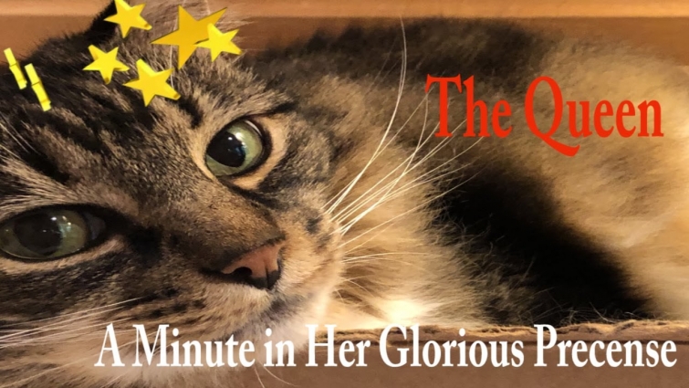 Her Glorious Presence #cats #meow #Georgia #herroyalhighness #glorious #royalty #audience #majesty