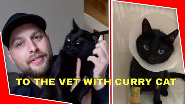 TO THE VET WITH MY CAT ! I ALMOST LOST HIM !