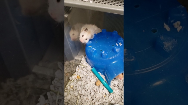 The Joy's of life as a Petsmart Pet Specialist
