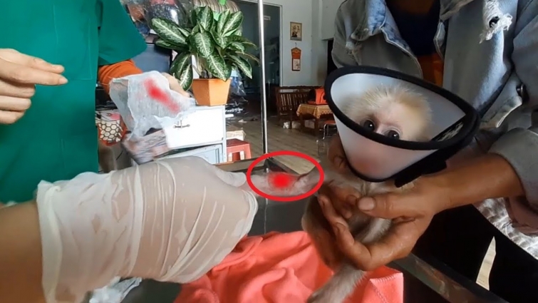 Rescue baby monkey – I cried watching the Vet taking care of poor baby monkey.