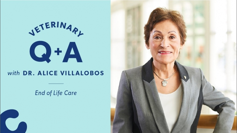 Pet Euthanasia & The Rainbow Bridge | Chewy Vet Q&A with Dr. Alice Villalobos