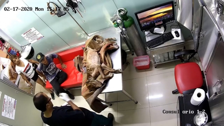 Rescue A Terribly Sick Dog, Is Seriously Ill, Abandoned At The Veterinary Clinic