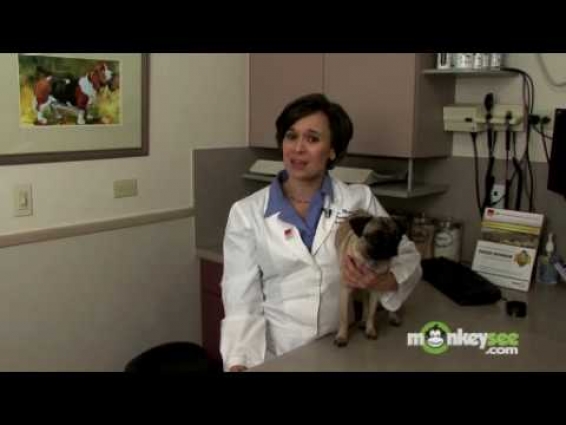How to Find a Veterinarian