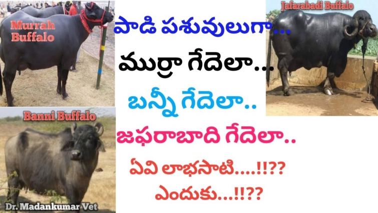 Murrah, Jafrabadi or Banni Buffalo which is the best for Dairy Farming?Telugu || Dr.Madankumar Vet