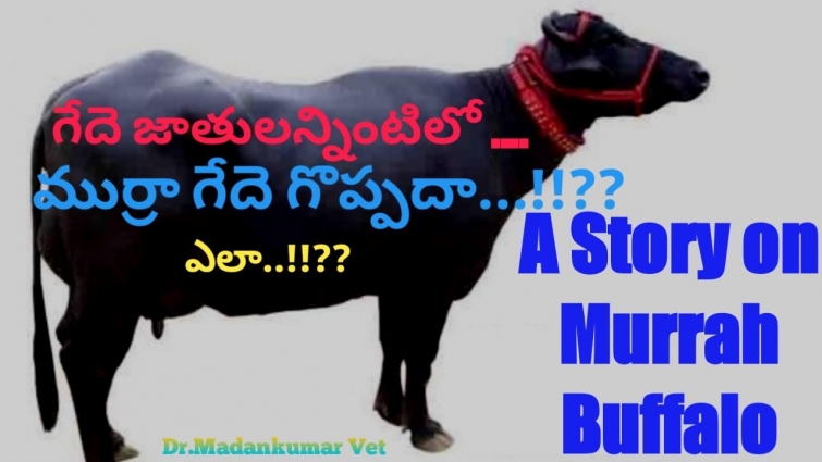 Murrah Buffalo | Why Murrah Buffalo considered best for Dairy Farming Telugu || Dr. Madankumar Vet
