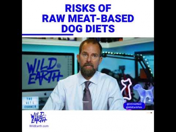 The Vet's Corner: Is a Raw Meat Diet Safe for my Dog?