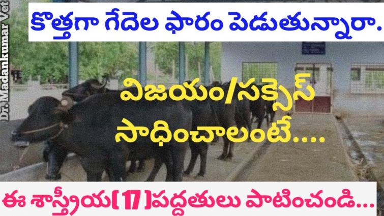 How to Start a New Successful Buffalo Dairy Farm  | 17 Tips Telugu | Dr. Madankumar Vet