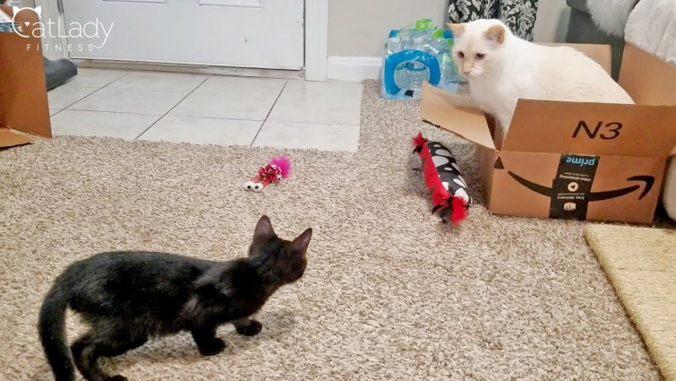 When a kitten takes over (Puppy & Alfred getting familiar with Ronin) 😻🐾