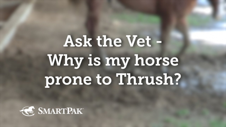 Ask the Vet – Why is my horse prone to Thrush?