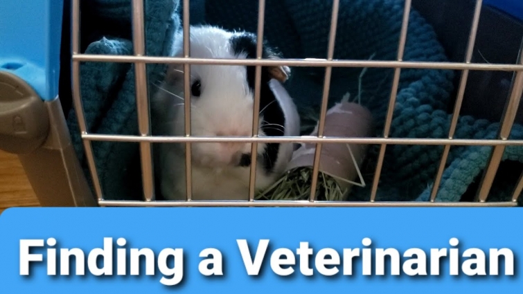 Tips for Finding a Veterinarian for your Guinea Pig – Guinea Pig Café