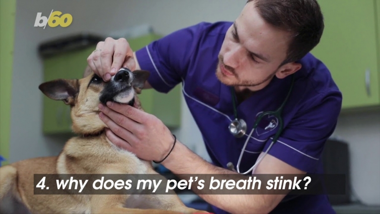 The 5 Most Common Questions Pet Owners Ask Their Veterinarian