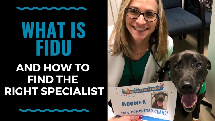 What is Fidu and How to find the Right Specialist  – VLOG 119