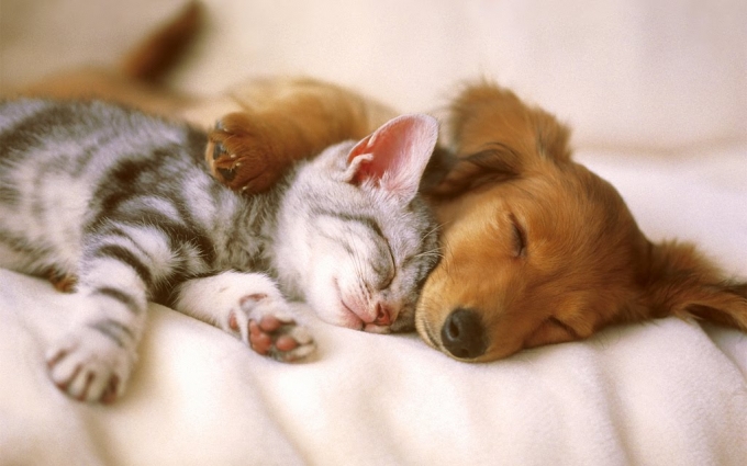 Spartanburg Animal Clinic – Best Veterinarian in Spartanburg SC
