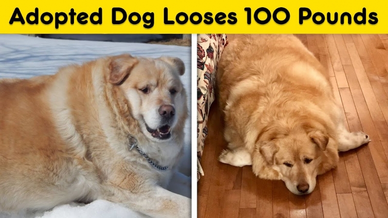 Overweight Golden Retriever’s Owner Demanded Vet Put Him Down, Luckily, He Refused
